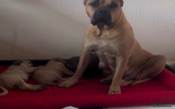 Presa Canario dogs for sale: 🏆UKC Pedigree Champion blood Presa Canario pups🏆 - Image 17