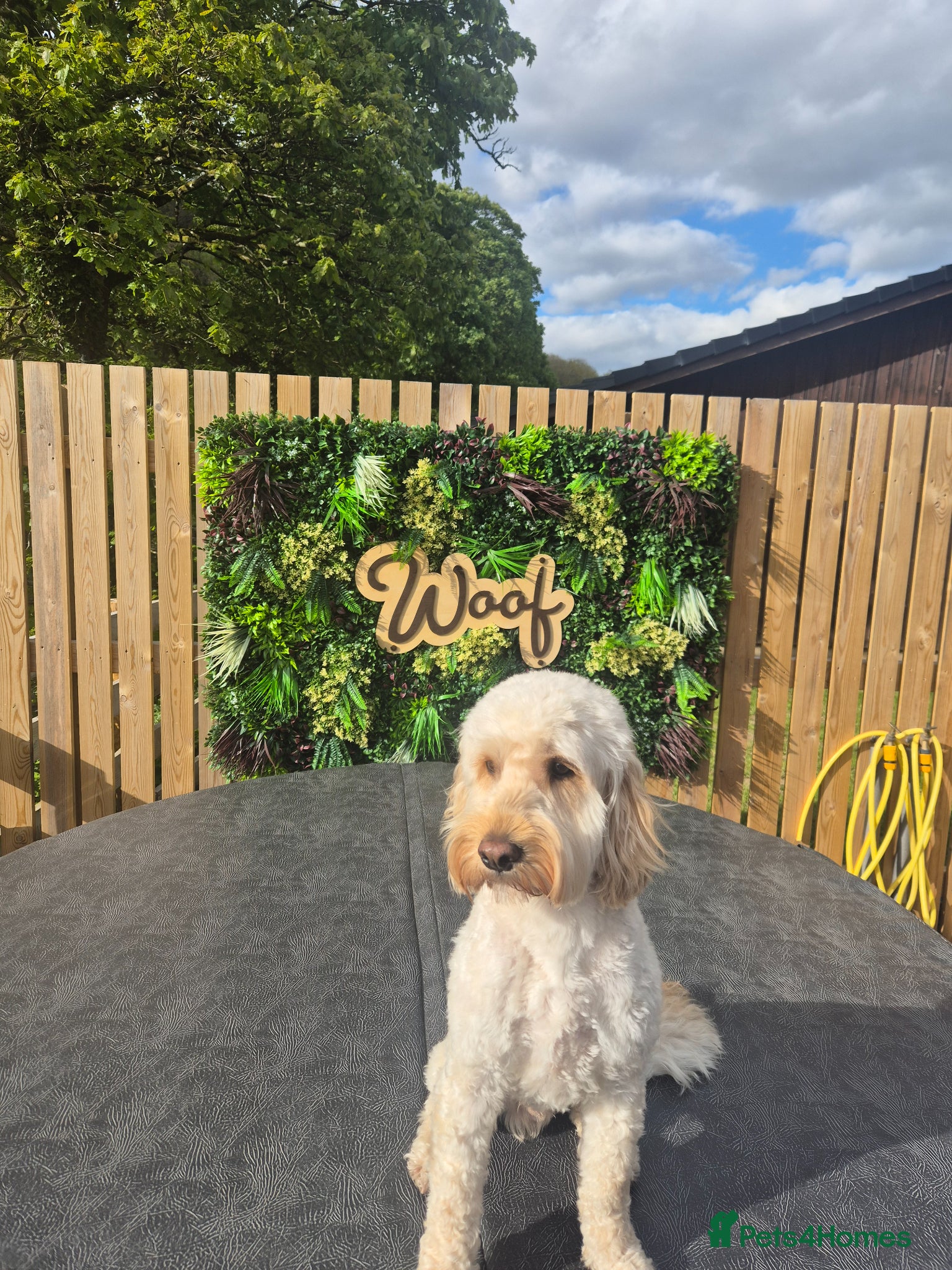 Cockapoo dogs Cockapoo for stud  - Advert 6