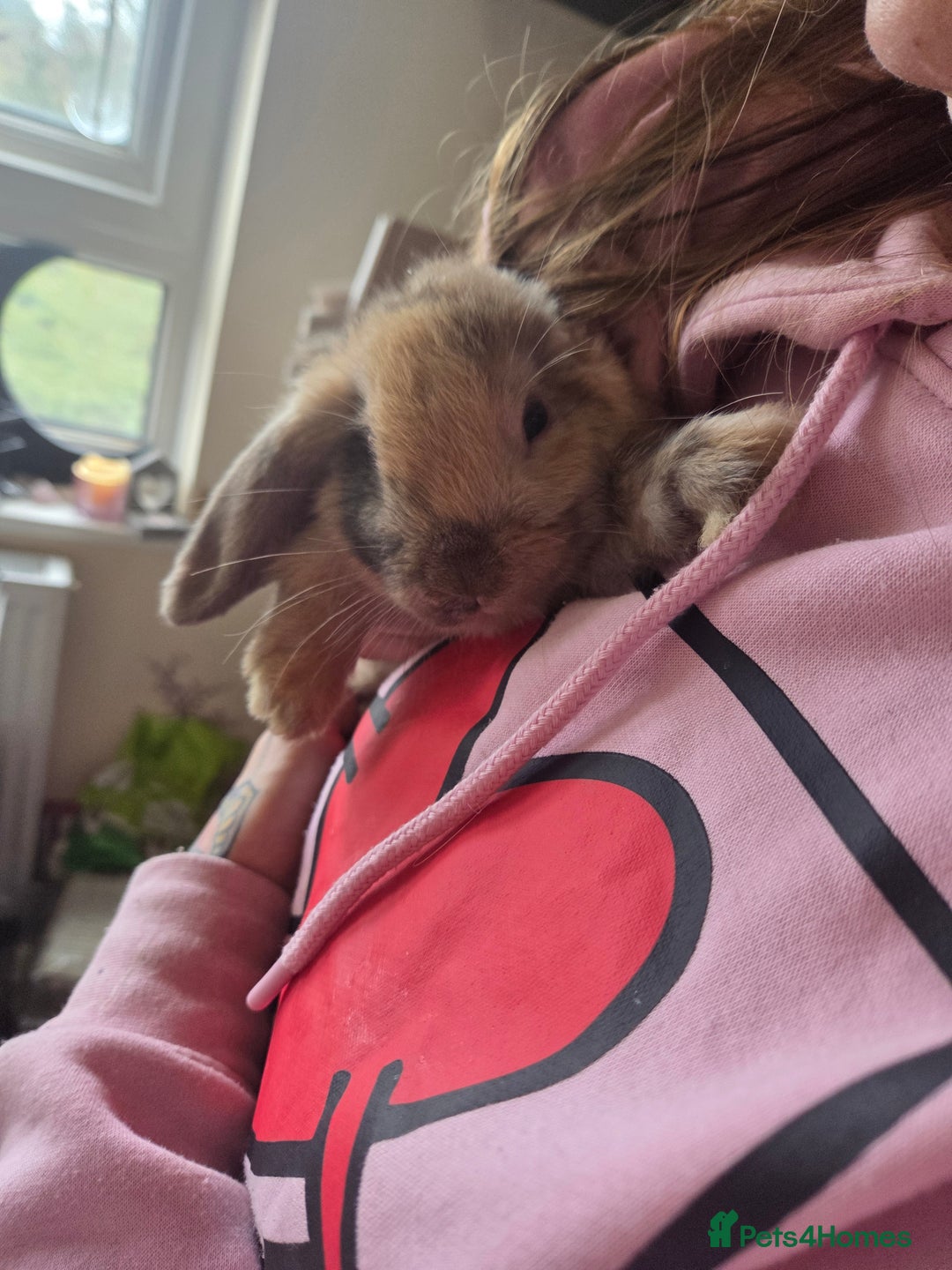 Mini Lop rabbits for sale: 🐰 Mini Lop Rabbits – Loving Homes Wanted 🏡 - Advert 12