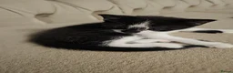 Domestic Shorthair cats for sale: Cute black and white tabby - Advert 5