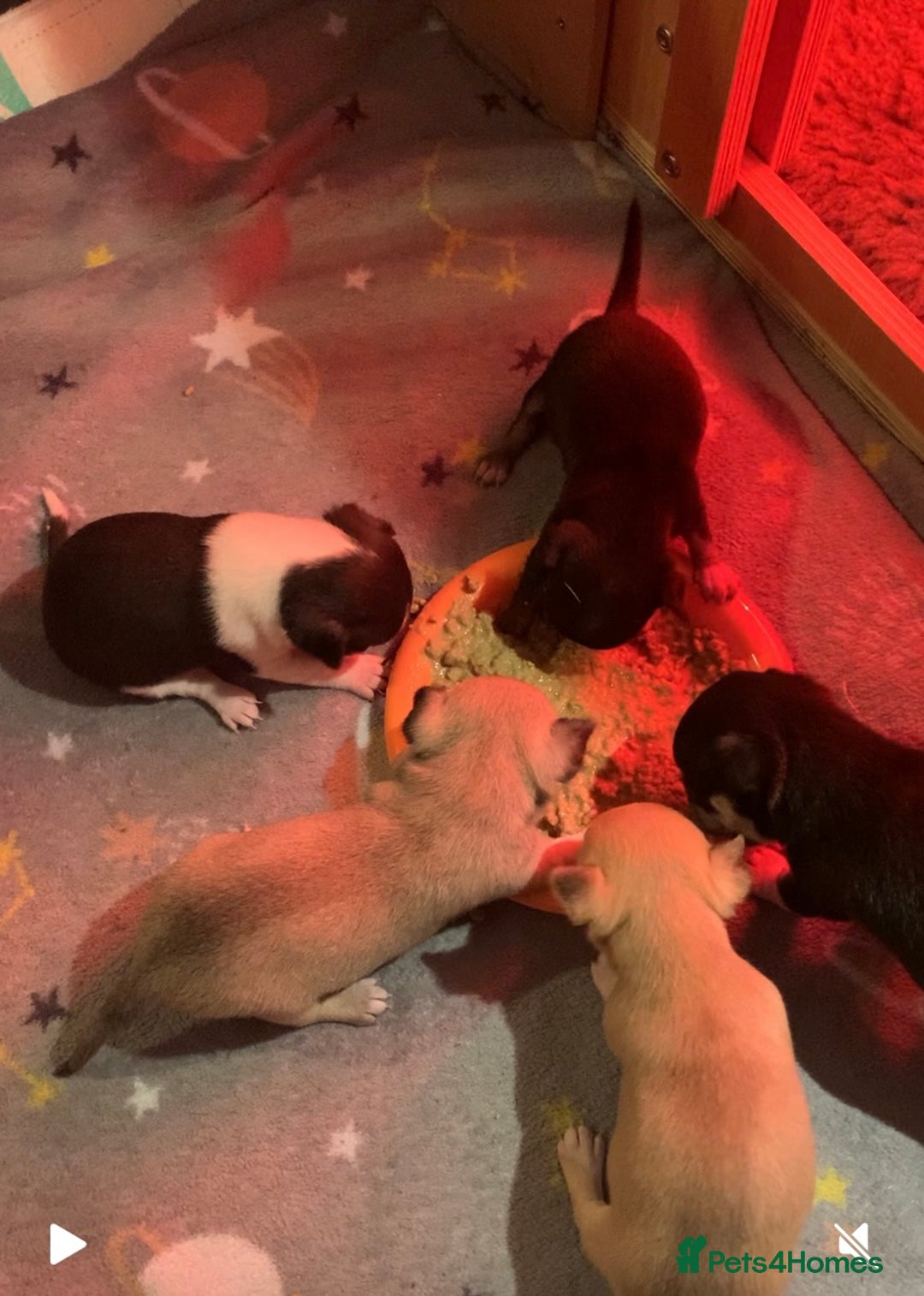 Chihuahua dogs for sale: 💛 Beautiful Chihuahua Pups – Ready 2nd Jan 26 💛 - Advert 12