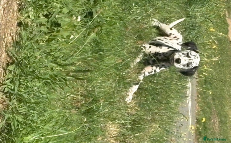 Dalmatian dogs - Advert 1