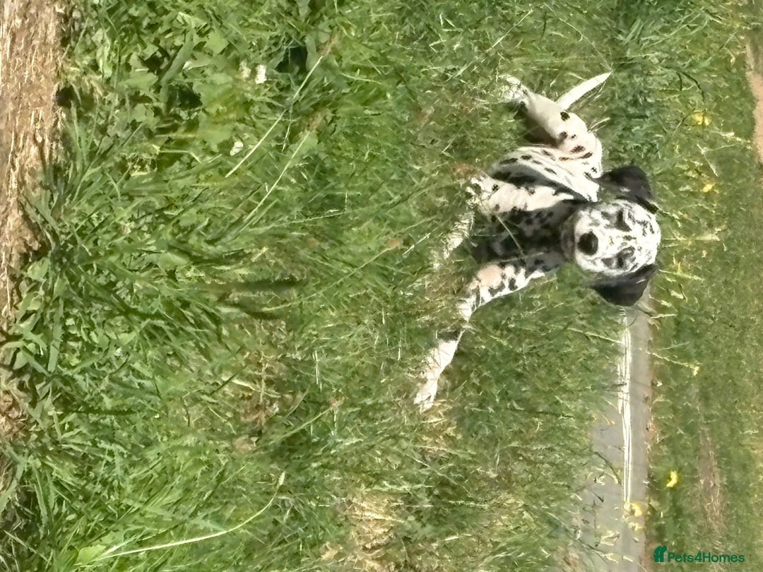 Dalmatian dogs for sale: Beautiful boy pups ready for a forever home - Image 1