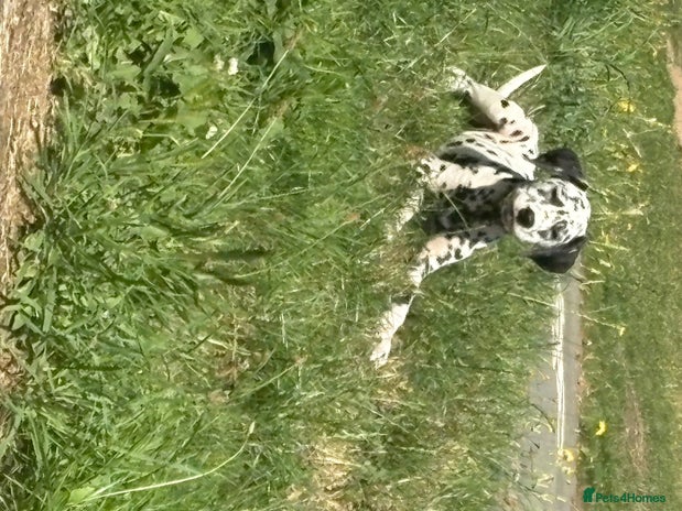 Dalmatian dogs - Advert 1