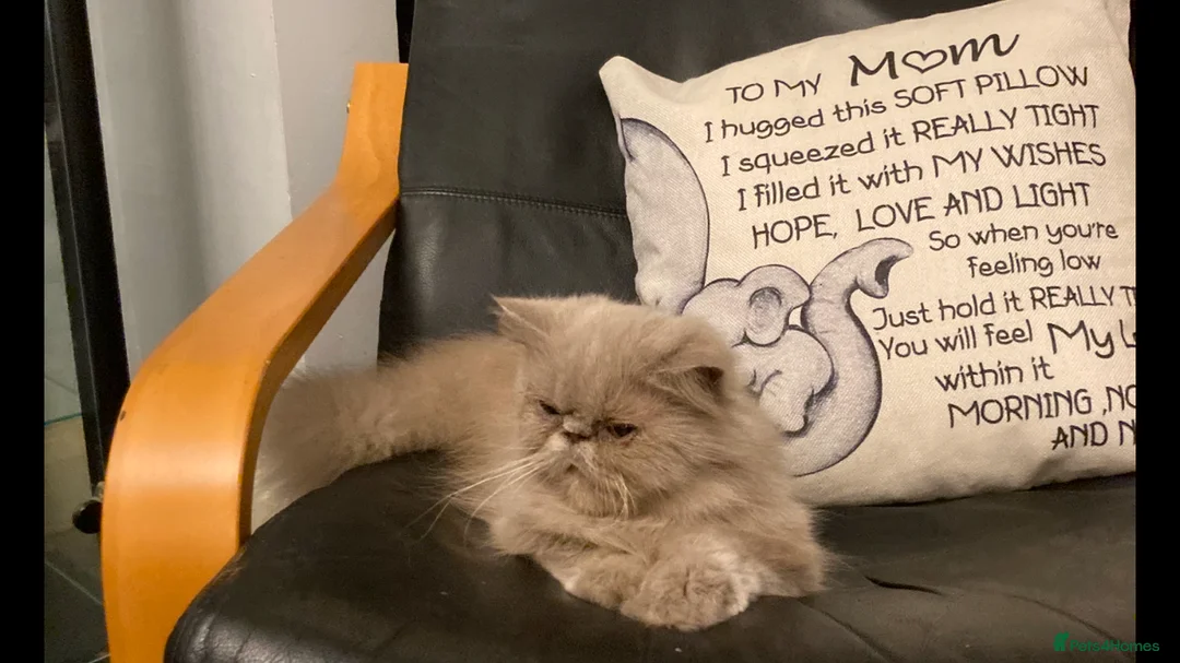 Persian cats for sale: Ready 8th. Fully vacs. Stunning blue Persian girl  - Advert 16
