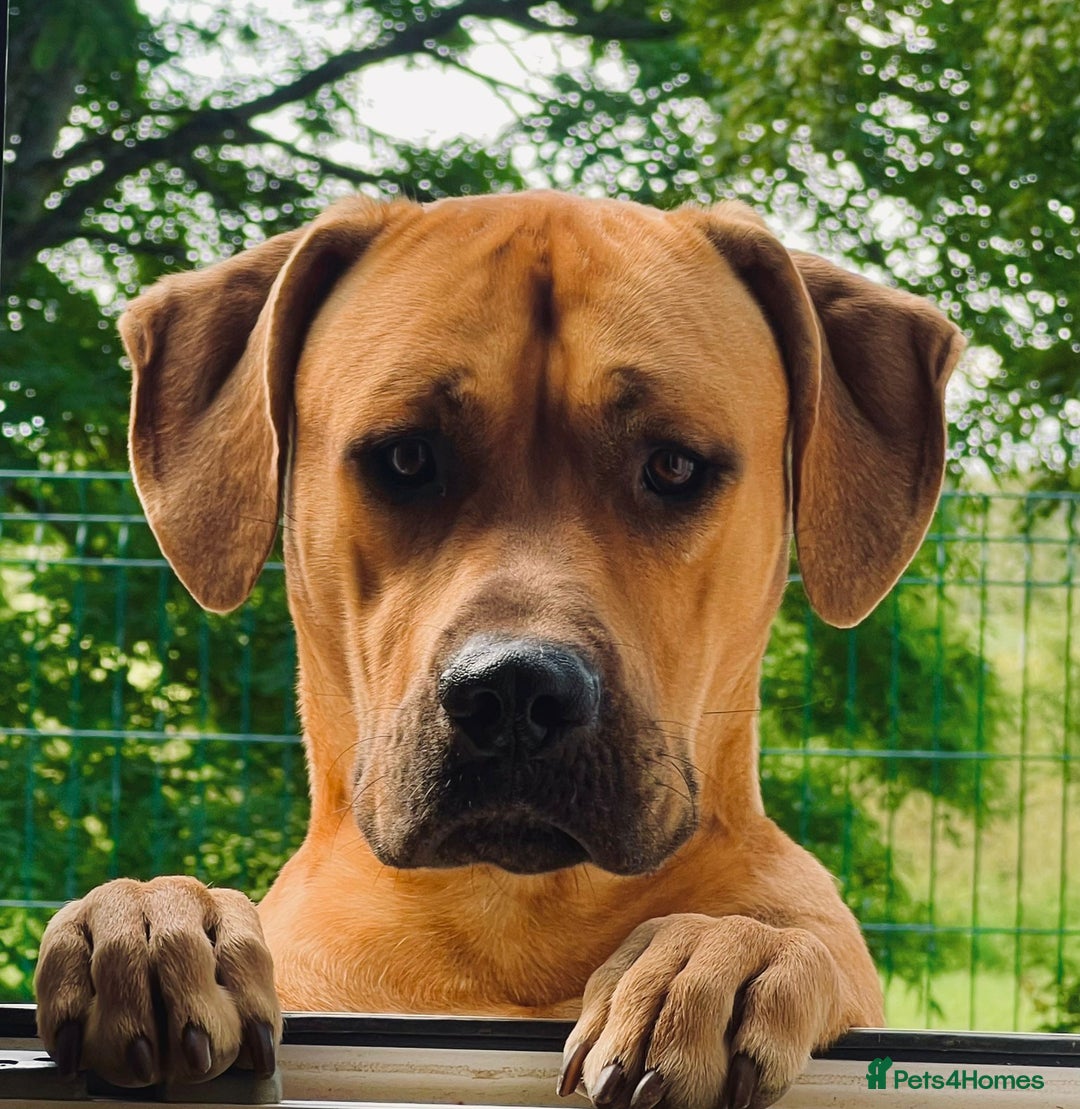 Rhodesian Ridgeback dogs for sale: Rhodesian Ridgeback  - Image 8