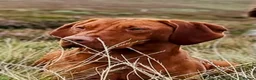 Hungarian Vizsla dogs for sale: Stunning Working Bred KC Hungarian Vizsla puppies  - Advert 6