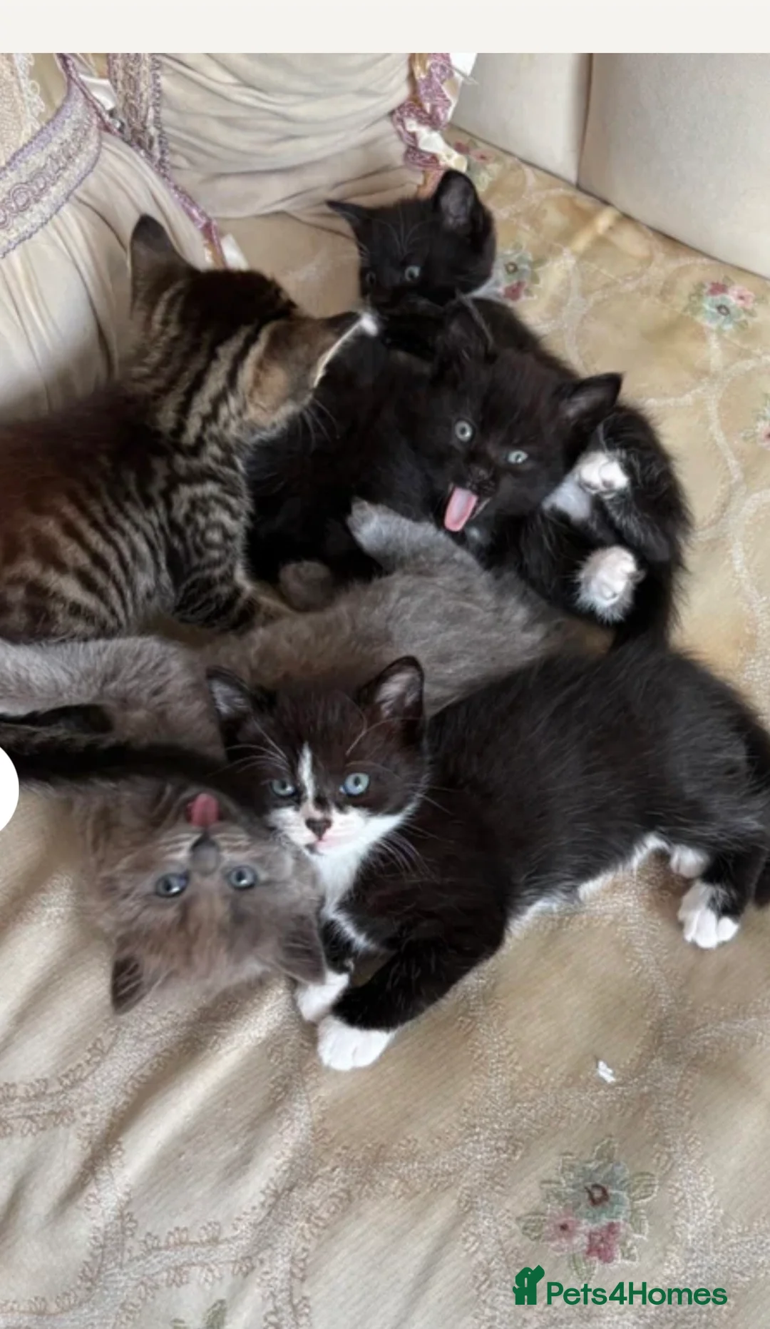 Tibetan cats for sale: Tabby mixed breed kittens for sale £100 - Advert 2
