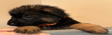 German Shepherd ORANGE COLLAR 