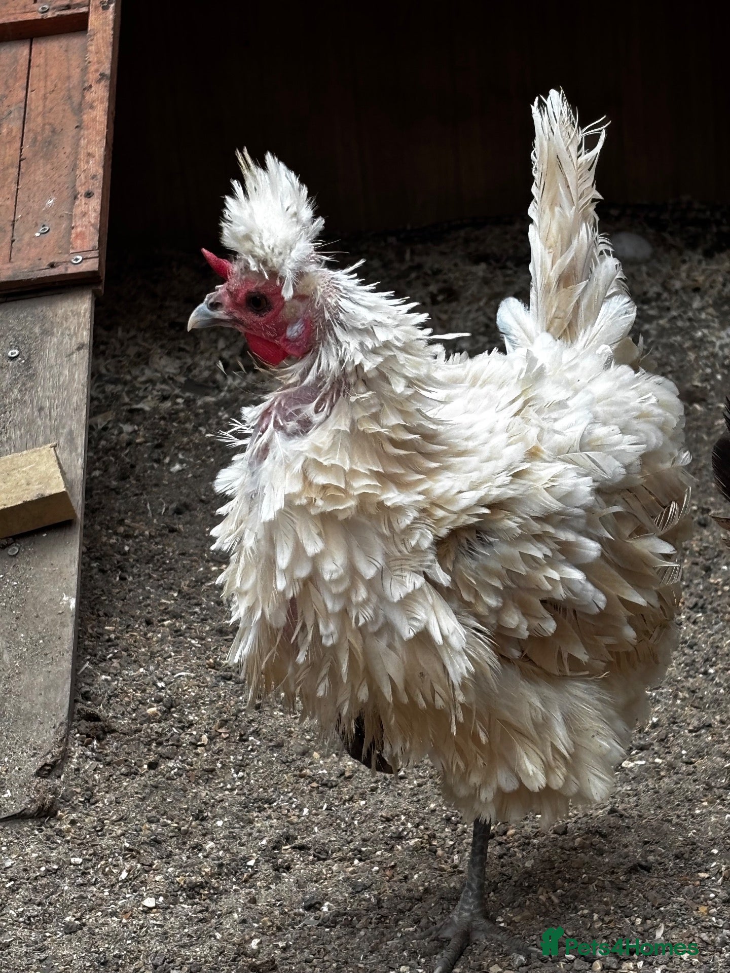 Chickens poultry Two beautiful little polish bantams POL - Advert 3