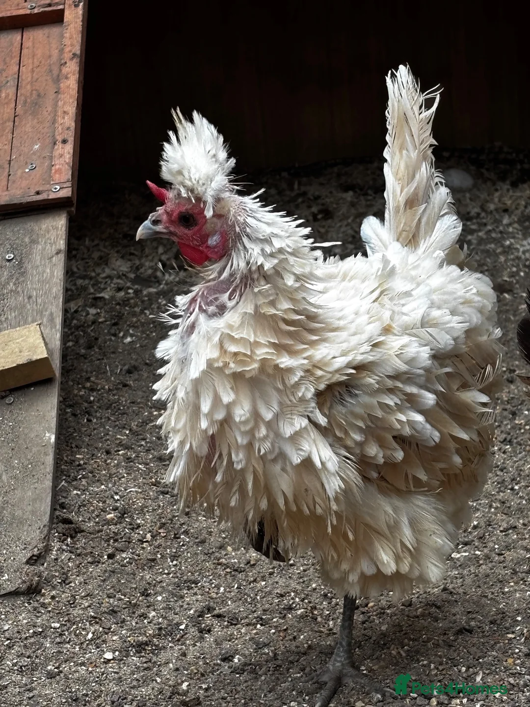 Chickens poultry for sale: Two beautiful little polish bantams POL in Lewes - Advert 1