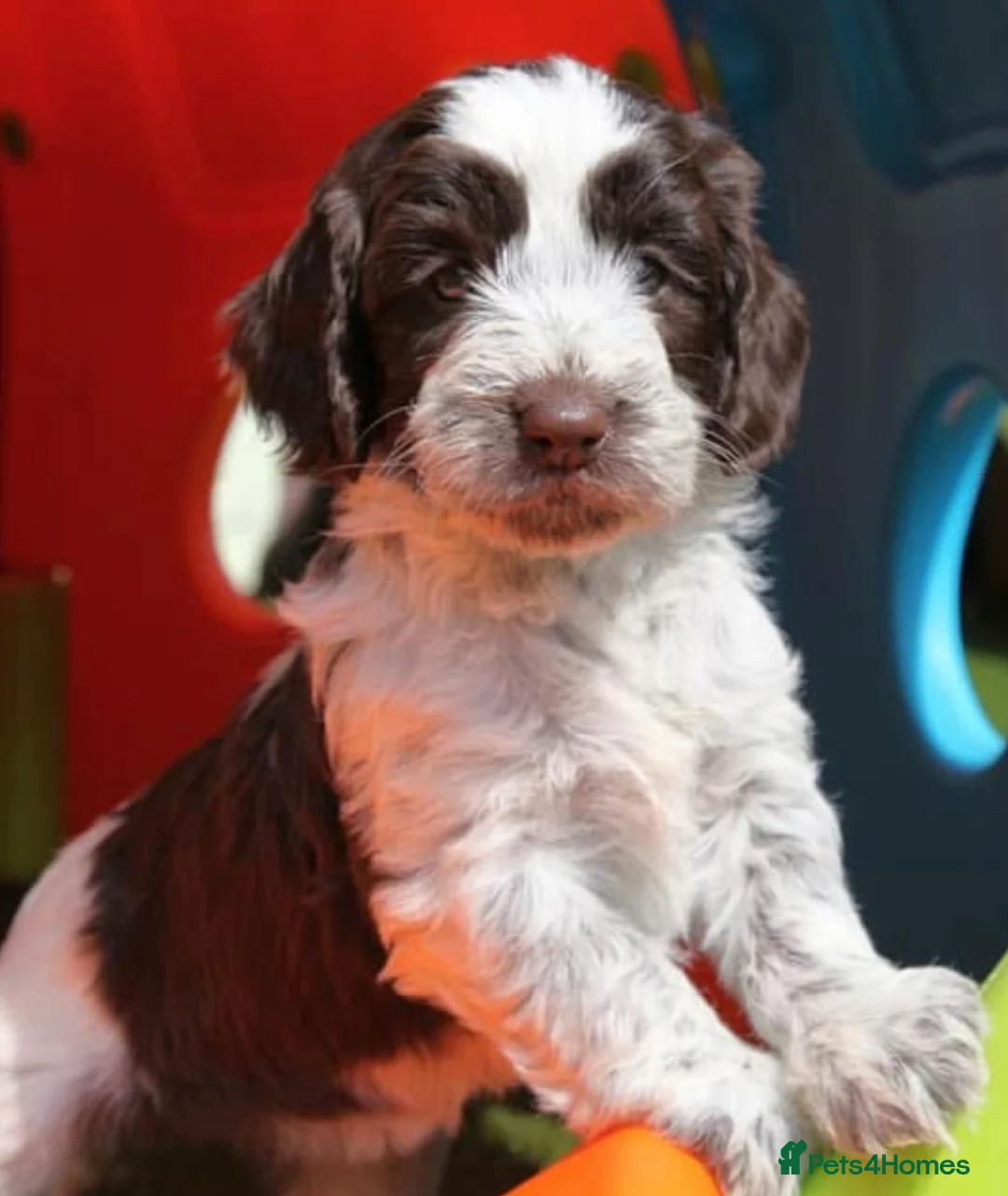Miniature Poodle dogs for stud: Professional Stud Service - Red, Phantom, Parti in Eastleigh - Advert 10