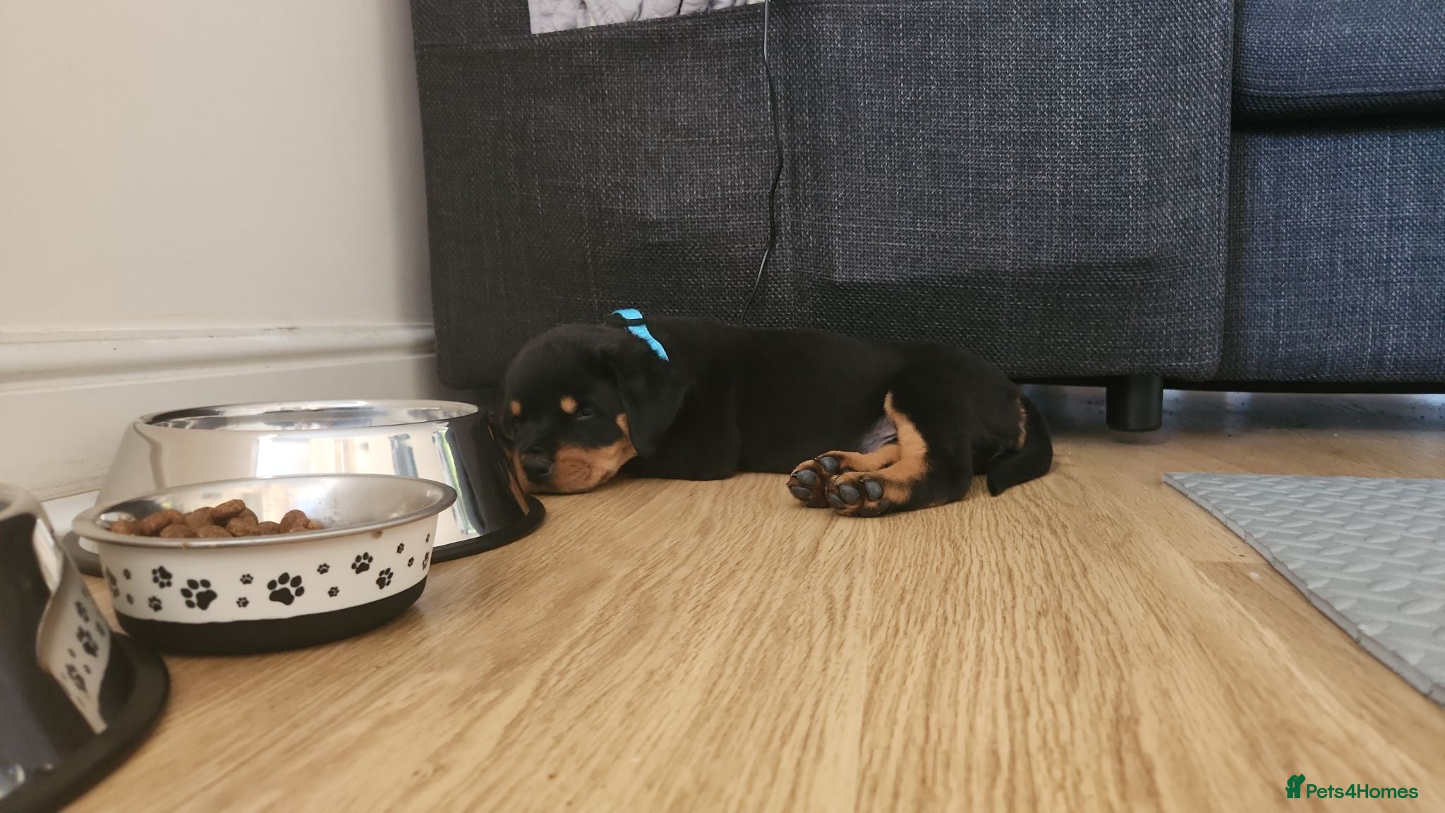 Rottweiler dogs KC Registered Female Rottweiler Puppy - Advert 7