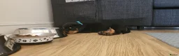 Rottweiler dogs for sale: KC Registered Female Rottweiler Puppy in Greenford - Advert 1