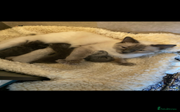 Ragdoll cats for sale: Ragdoll kittens  - Image 6