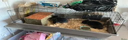 Lionhead rabbits for sale: 7month Male Lionhead Rabbit.  - Advert 2