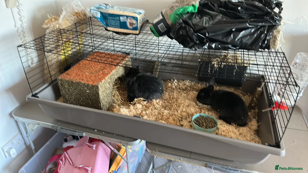 Lionhead rabbits for sale: 7month Male Lionhead Rabbit.  - Advert 2