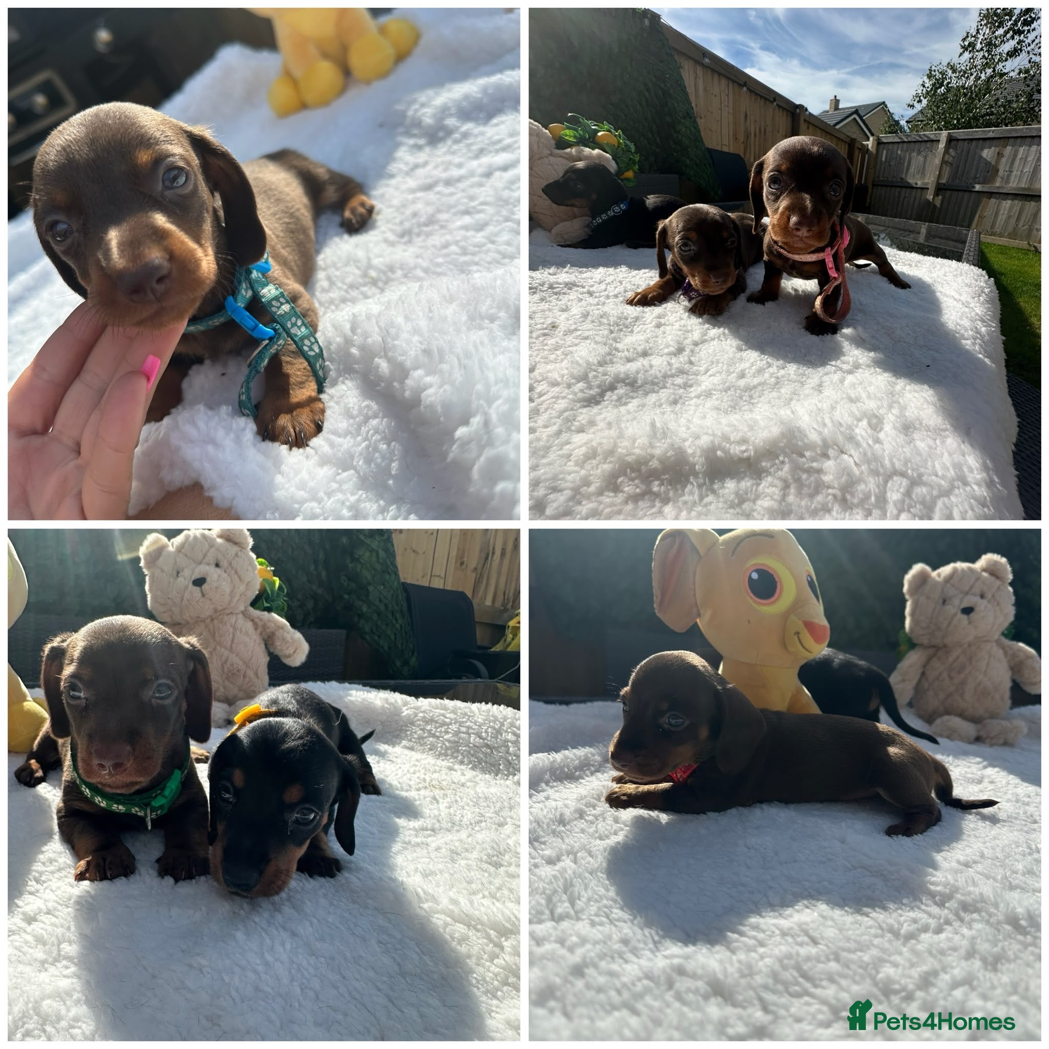 Miniature Dachshund dogs 7 miniature  Chocolate dachshund  - Advert 2