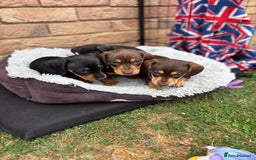 Miniature Dachshund dogs for sale: Miniature dachshund puppies  - Image 22