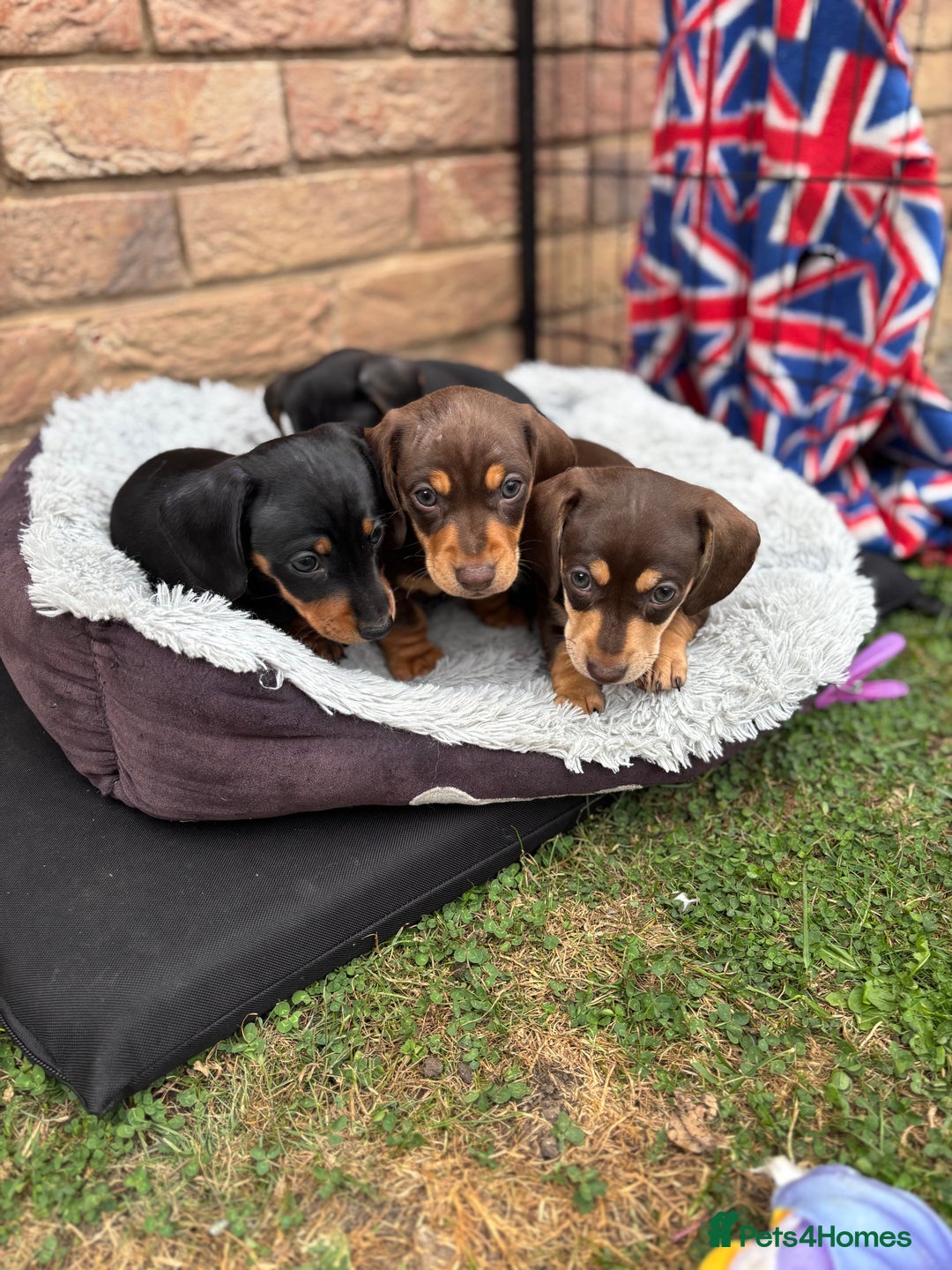 Miniature Dachshund dogs for sale: Miniature dachshund puppies  - Image 22