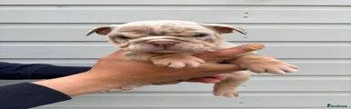 English Bulldog Puppy 7