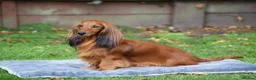 Miniature Dachshund dogs for sale: MINIATURE LONGHAIRED DACHSHUND BOY RUSSIAN LINE - Advert 6