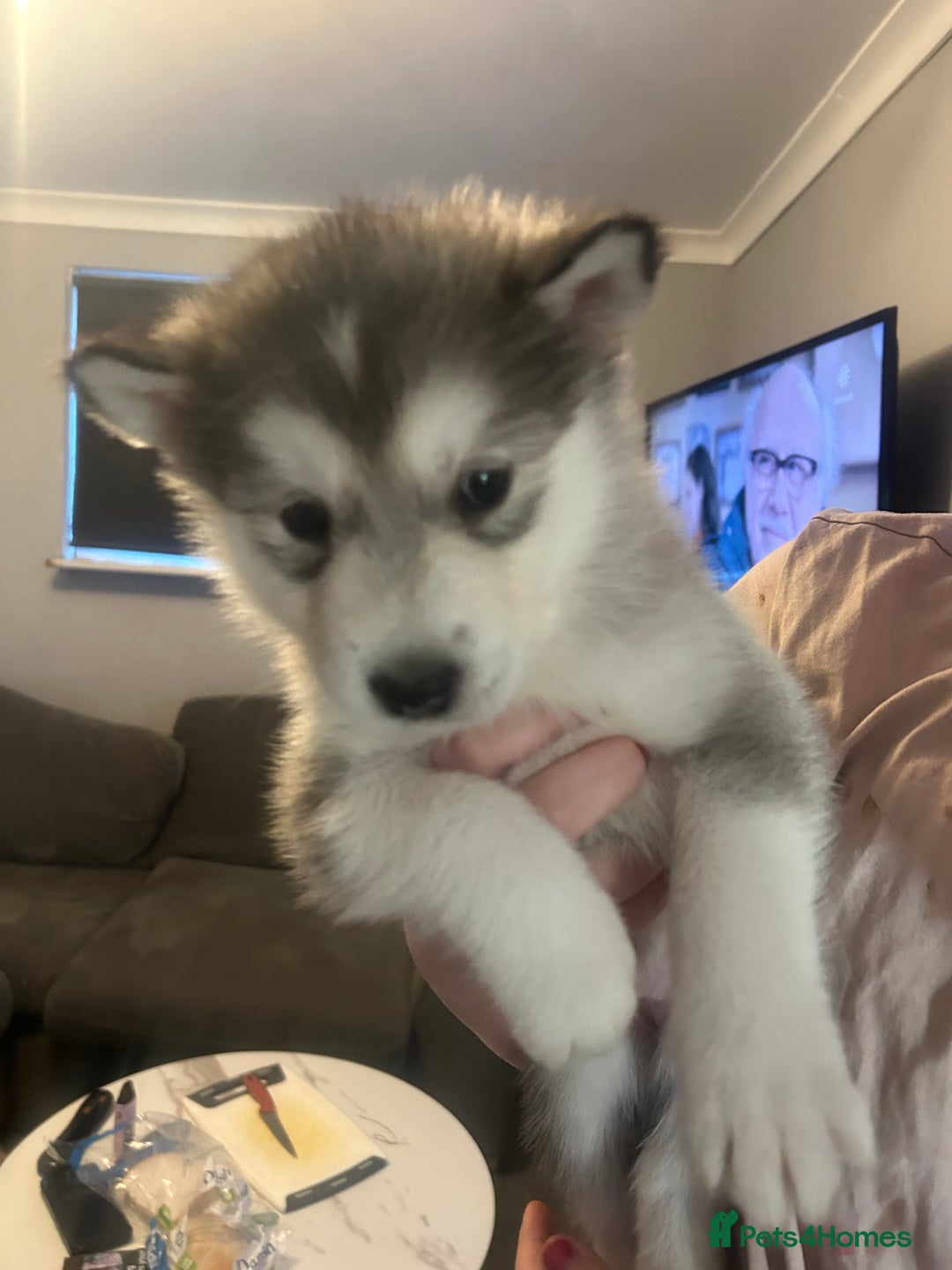 Alaskan Malamute dogs for sale: !ONLY 3 LEFT! - Advert 17