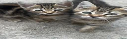 Mixed Breed cats for sale: Beautiful kittens for sale🐈❤️ - Advert 4