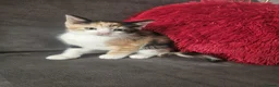Mixed Breed cats for sale: 6 beautiful kittens  - Advert 10