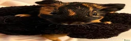 Guinea Pig rodents for sale: 2 male boar guinea pigs  in Wigston - Advert 4