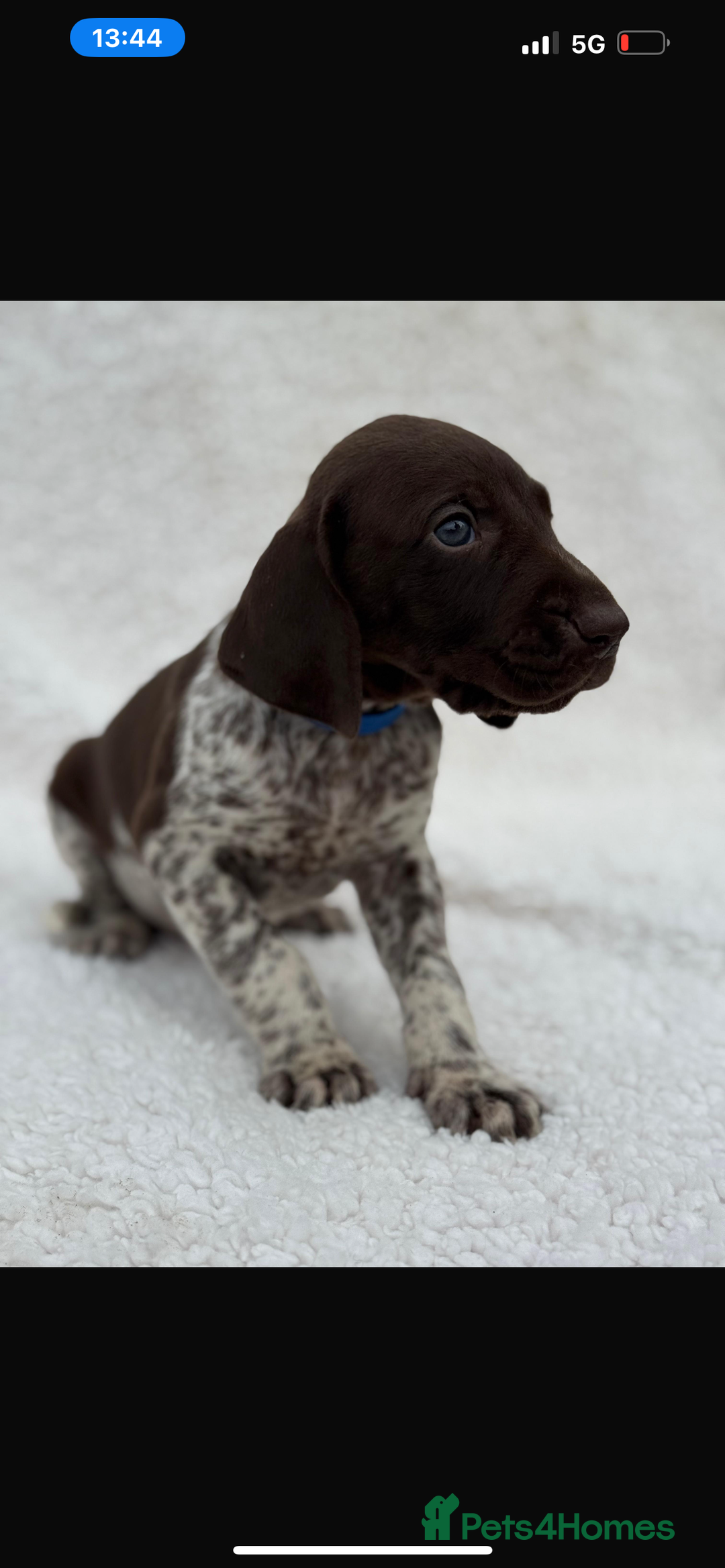 German Shorthaired Pointer dogs for sale: KC registered German Shorthair Pointer Puppy - Advert 12