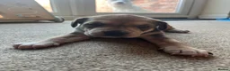 Mixed Breed dogs for sale: Beautiful Staffie cross puppies - Advert 14
