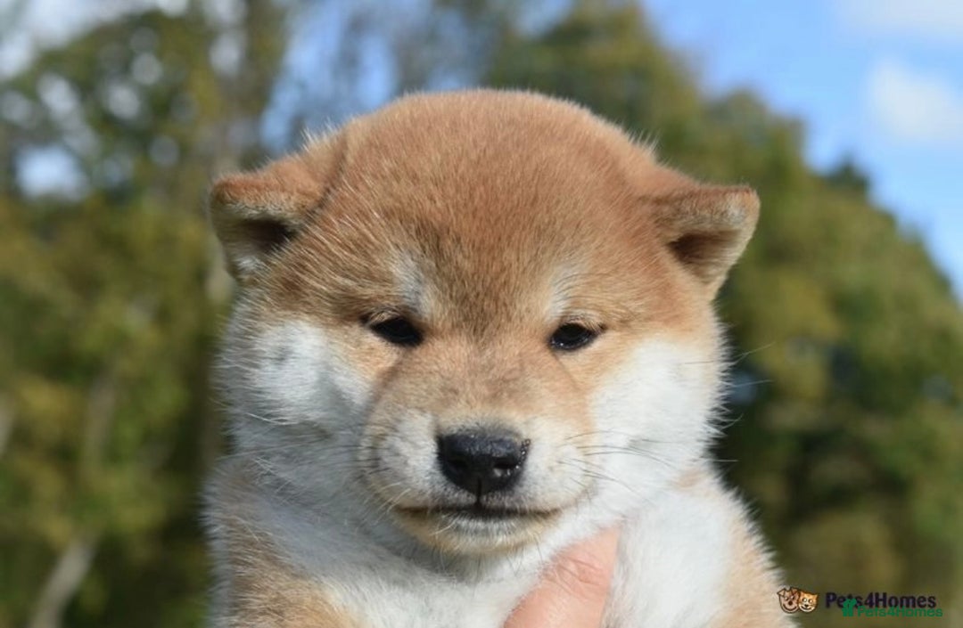 Japanese Shiba Inu dogs for sale: Beautiful Japanese Shiba Inu Puppies - Image 9