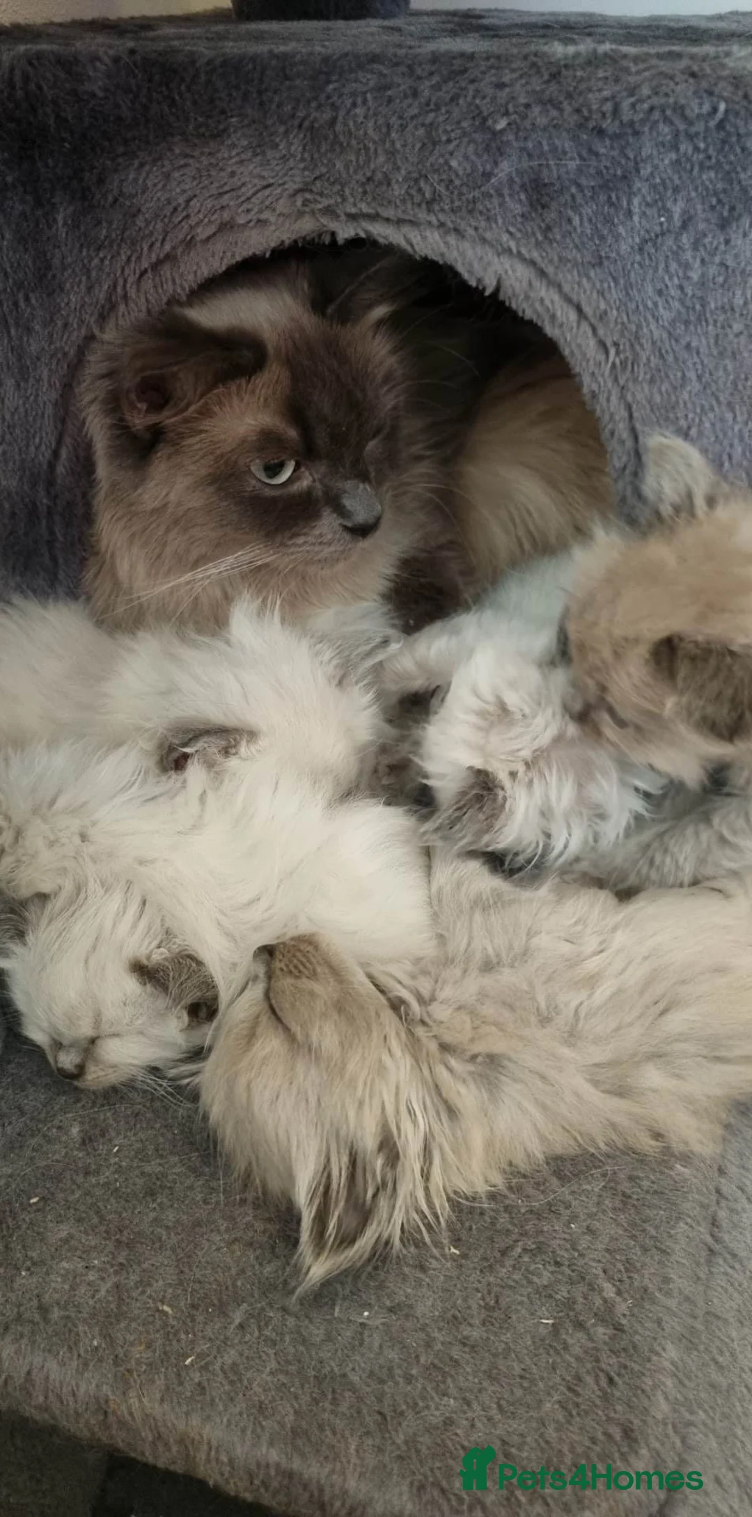 Ragdoll cats for stud: BEAUTIFUL BLUE POINT LARGE STUD RAGDOLL in Preston - Advert 19