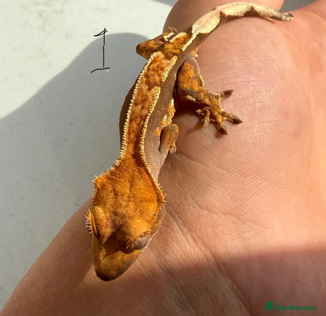 Gecko reptiles for sale:  Lilly white Crested gecko babies - Advert 2