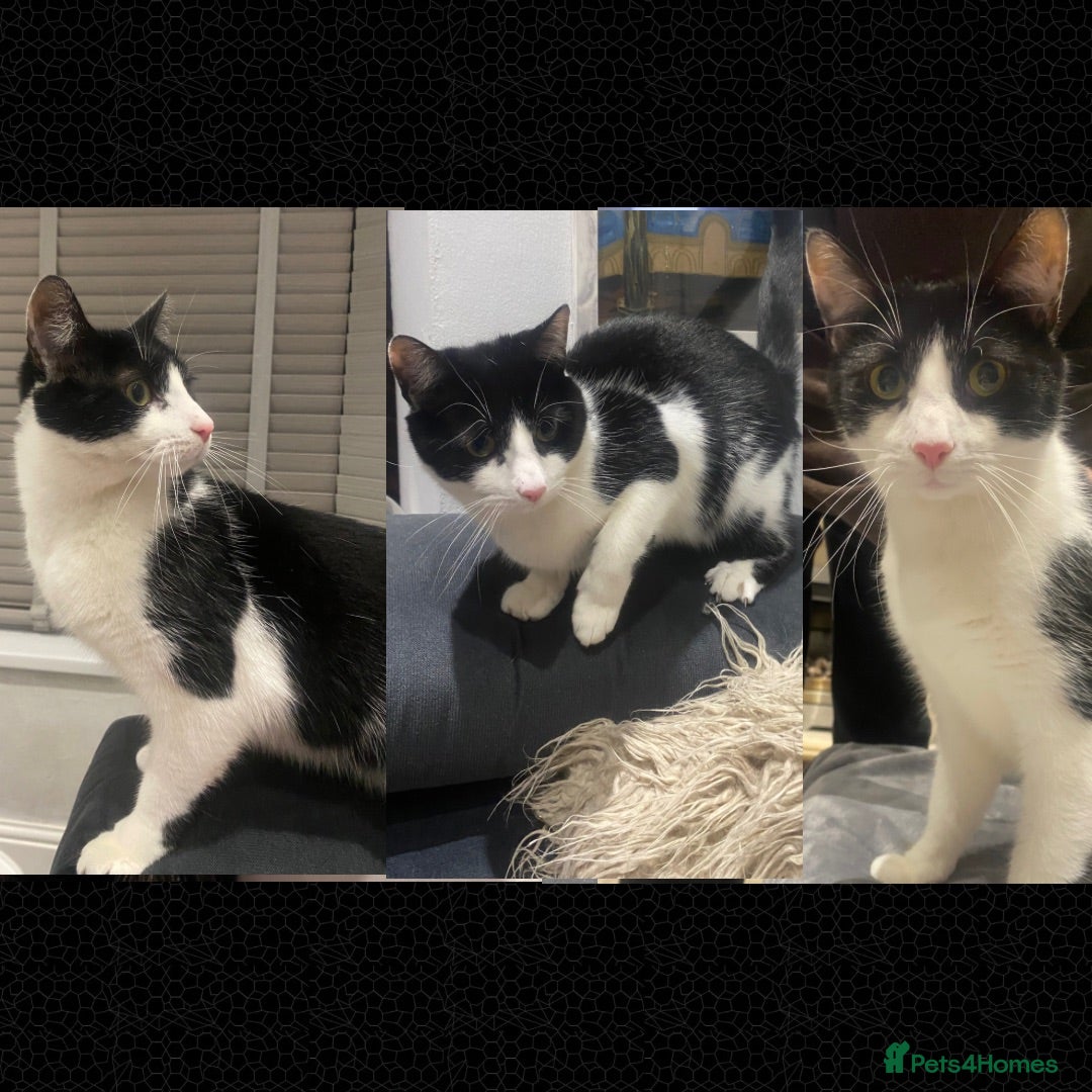 Mixed Breed cats Neutered Black&White Cuddly cat-Fully vaccinated in Bolton - Advert 11