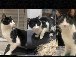 Mixed Breed cats Neutered Black&White Cuddly cat-Fully vaccinated in Bolton - Advert 5