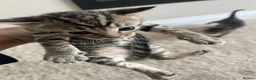 Mixed Breed cats for sale: 2 female tabby kittens left £250 each - Advert 14