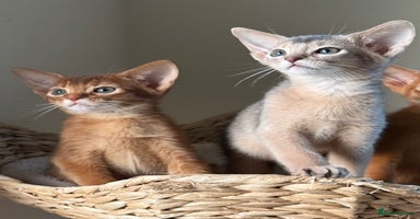 Abyssinian cats - Advert 15