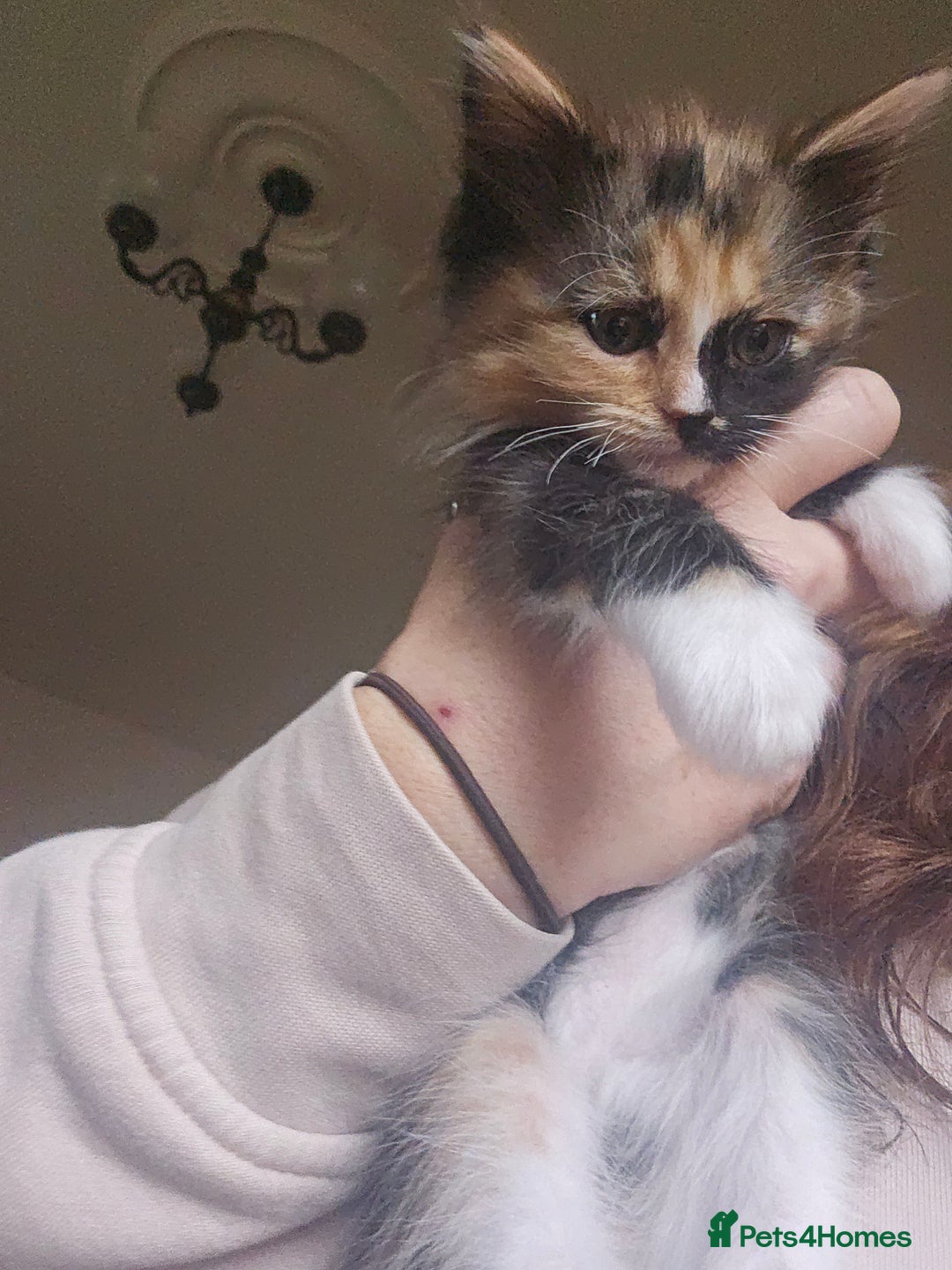 Mixed Breed cats for sale: Maine coon crossed ragdoll kitten female  - Advert 3