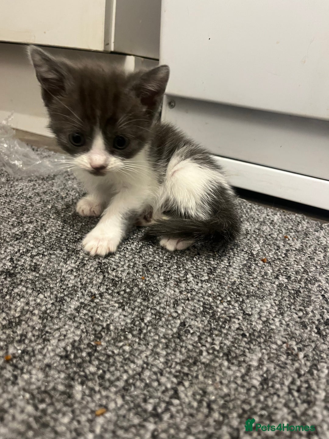 British Shorthair cats for sale: 6 beautiful kitten  - Image 2