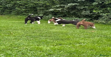 Border Collie dogs - Advert 4