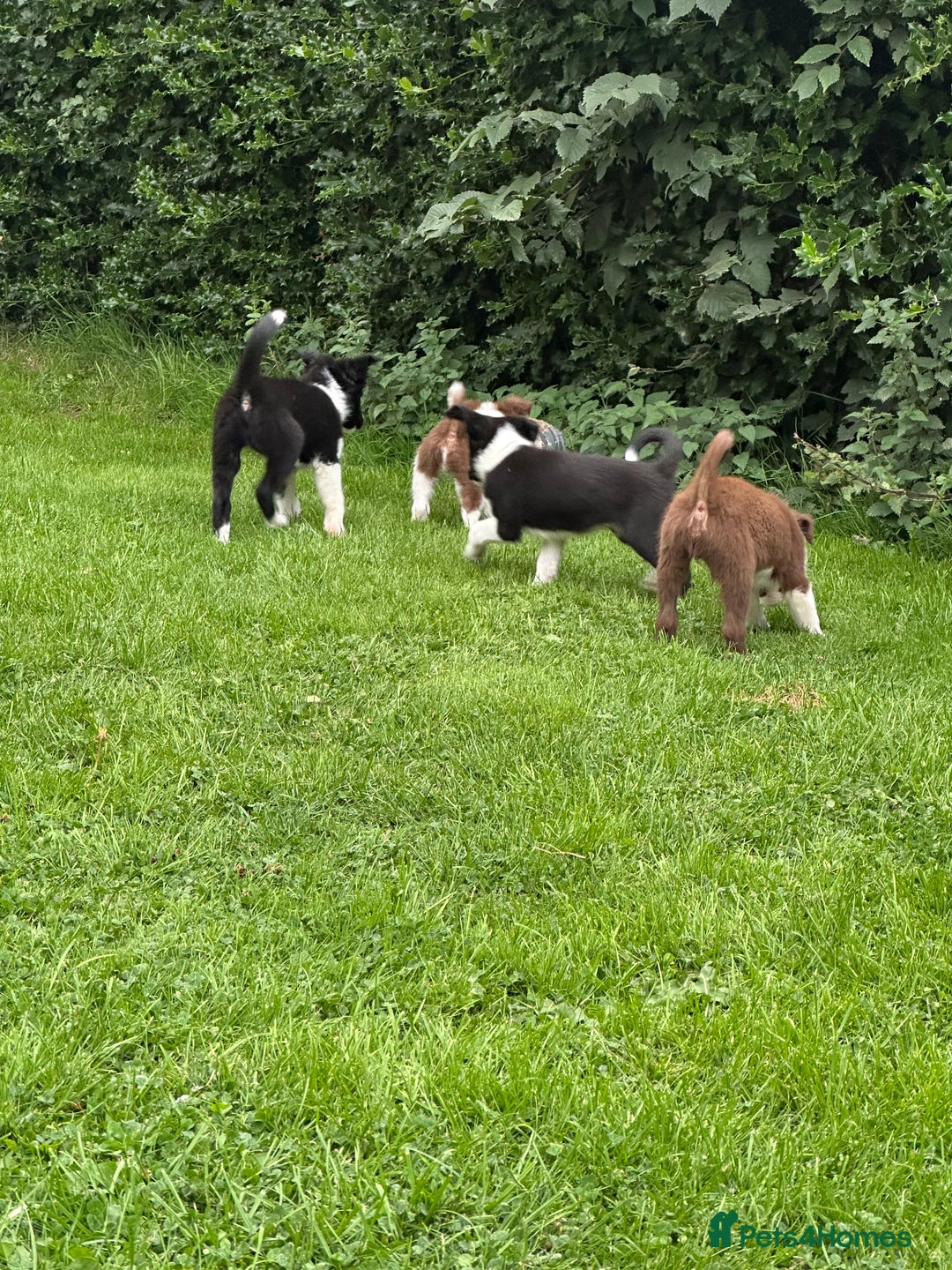 Border Collie dogs for sale: Border collie puppies - Image 3