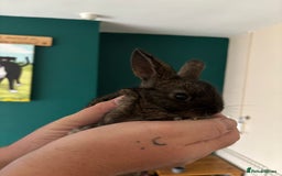 Mini Lop rabbits for sale: 8 baby rabbits - Image 11