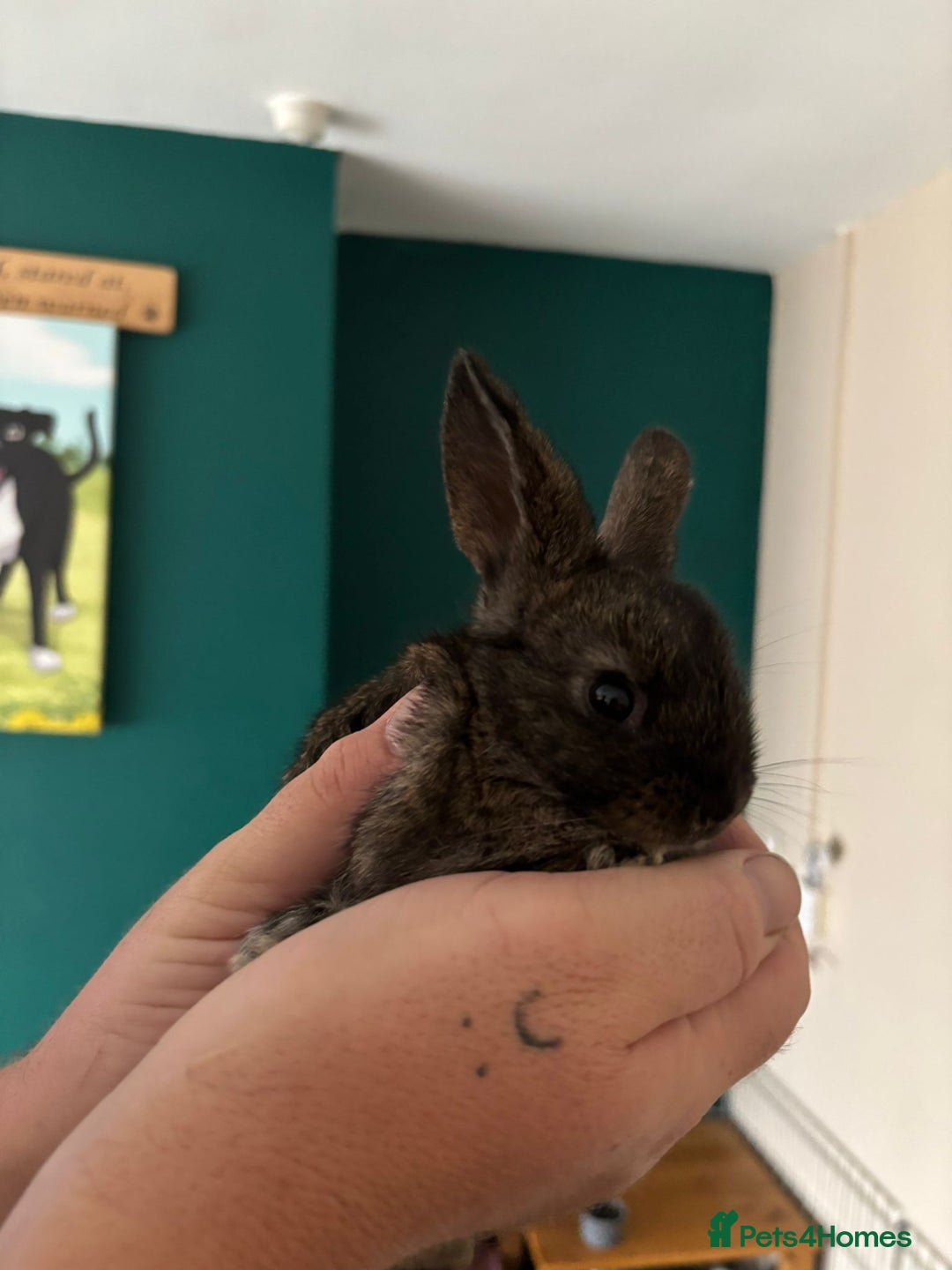 Mini Lop rabbits for sale: 8 baby rabbits - Image 11
