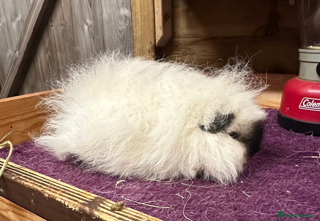 Guinea Pig rodents for sale: Teddy,Swiss and pet guinea pigs - Advert 2