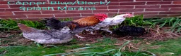 Chickens poultry for sale: Various Pure breed chicks/eggs + guinea fowl keets - Advert 10