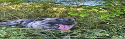 Mixed Breed dogs for adoption: DAFFI/v sweet girl/ adores dogs/big personality in Nottingham - Advert 6