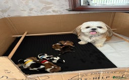 Shih Tzu dogs for sale: Boy number one  - Image 10