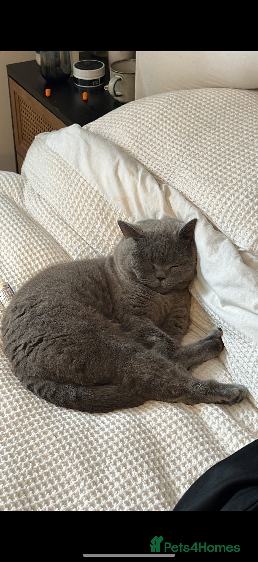 British Shorthair cats for sale: 2 cuddly bsh best friends  - Advert 3